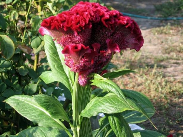  Bu bitkinin faydalarına çok şaşıracaksınız!