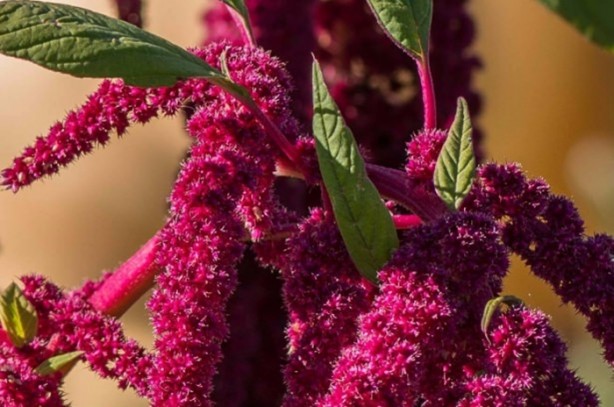 Foto - Bu bitkinin faydalarına çok şaşıracaksınız!