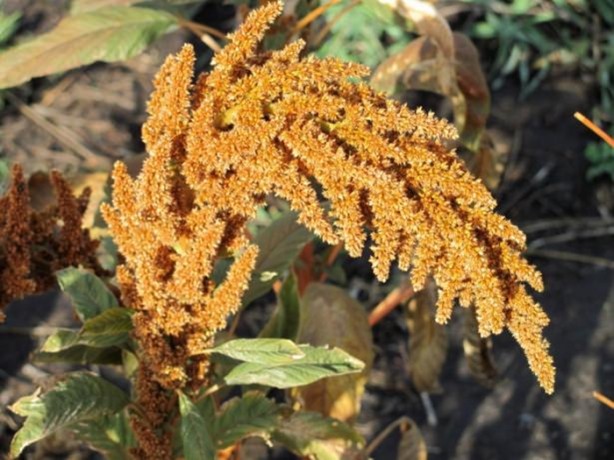 Foto - Bu bitkinin faydalarına çok şaşıracaksınız!