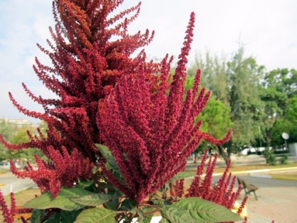 Foto - Bu bitkinin faydalarına çok şaşıracaksınız!