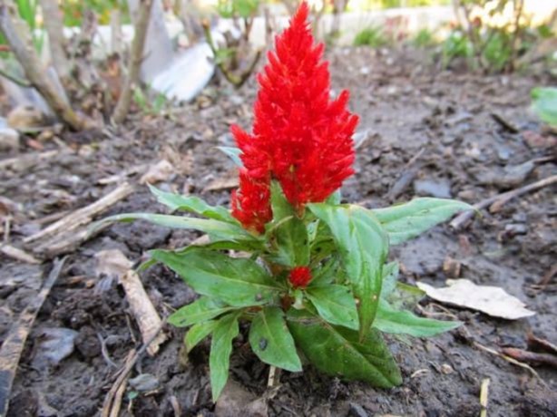 Foto - Bu bitkinin faydalarına çok şaşıracaksınız!