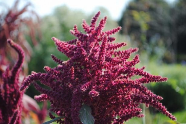 Foto - Bu bitkinin faydalarına çok şaşıracaksınız!