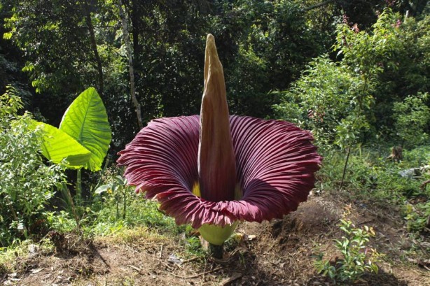 Bu bitkinin yanına yaklaşmak cesaret istiyor! Orada açtı! Bu ilginç sebep yüzünden kimse yanına gidemiyor