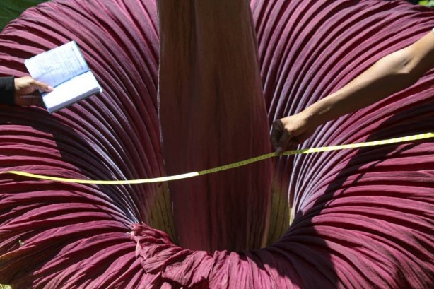 Foto - Bu bitkinin yanına yaklaşmak cesaret istiyor! Orada açtı! Bu ilginç sebep yüzünden kimse yanına gidemiyor