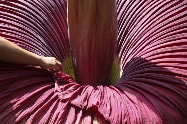 Foto - Bu bitkinin yanına yaklaşmak cesaret istiyor! Orada açtı! Bu ilginç sebep yüzünden kimse yanına gidemiyor