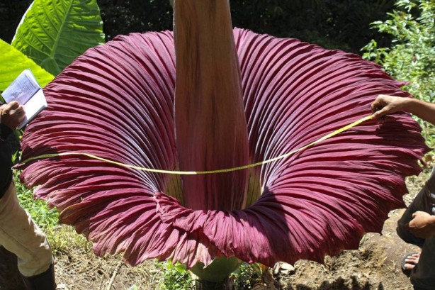 Foto - Bu bitkinin yanına yaklaşmak cesaret istiyor! Orada açtı! Bu ilginç sebep yüzünden kimse yanına gidemiyor