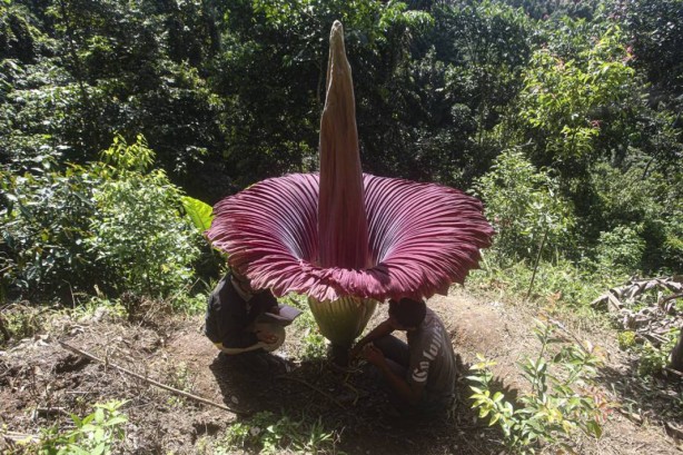 Foto - Bu bitkinin yanına yaklaşmak cesaret istiyor! Orada açtı! Bu ilginç sebep yüzünden kimse yanına gidemiyor