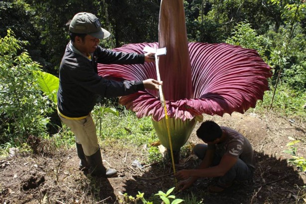 Foto - Bu bitkinin yanına yaklaşmak cesaret istiyor! Orada açtı! Bu ilginç sebep yüzünden kimse yanına gidemiyor