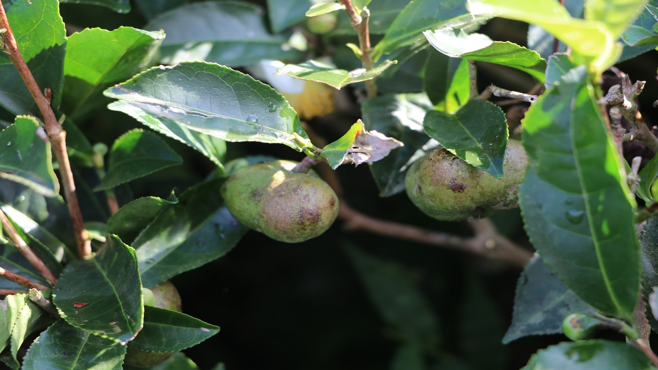 Foto - Bu bitkinin yaprağı da çöpü de para ediyor! 