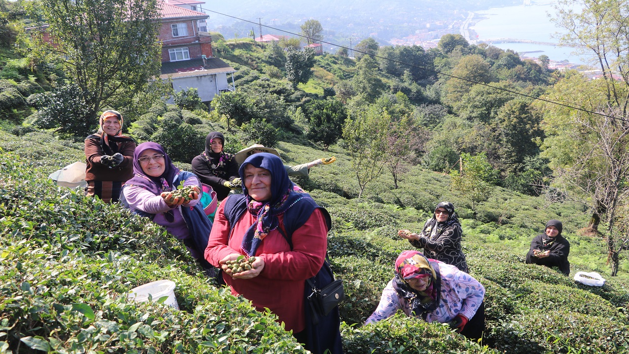 Foto - Bu bitkinin yaprağı da çöpü de para ediyor! 