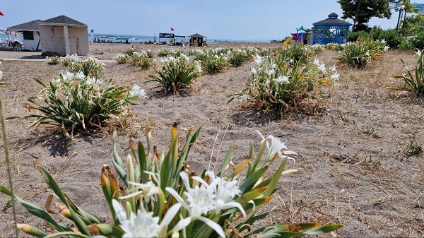 Foto - Bu bitkisinin nesli tükenmek üzere! 80 bin liranız yoksa bu çiçeğin yanına yaklaşmayın