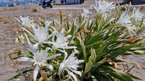 Bu bitkisinin nesli tükenmek üzere! 80 bin liranız yoksa bu çiçeğin yanına yaklaşmayın