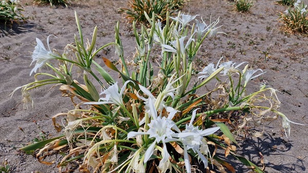 Foto - Bu bitkisinin nesli tükenmek üzere! 80 bin liranız yoksa bu çiçeğin yanına yaklaşmayın