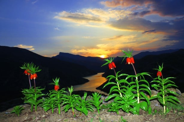 Foto - Bu bitkiye dokunan yanıyor! Öyle bir cezası var ki...