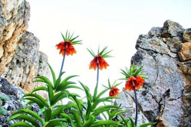 Foto - Bu bitkiyi görmeye gelirken 2 kere düşünün! Cezası 244 bin lira