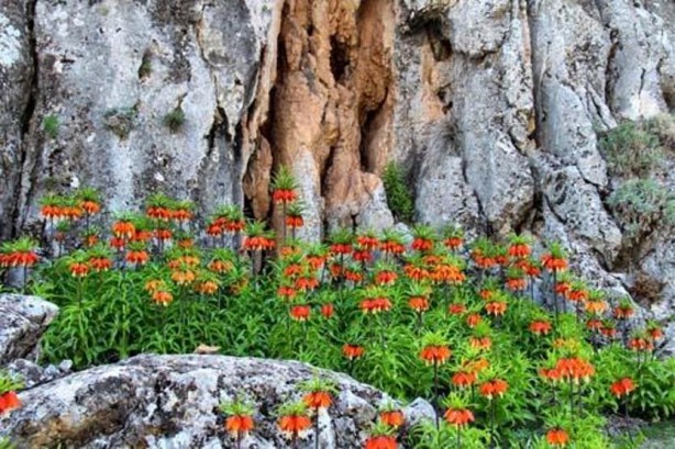 Bu bitkiyi görmeye gelirken 2 kere düşünün! Cezası 244 bin lira