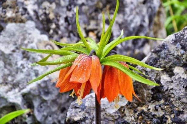 Foto - Bu bitkiyi görmeye gelirken 2 kere düşünün! Cezası 244 bin lira