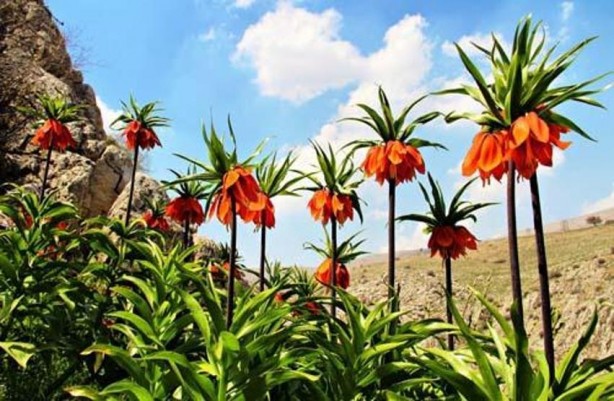 Foto - Bu bitkiyi görmeye gelirken 2 kere düşünün! Cezası 244 bin lira