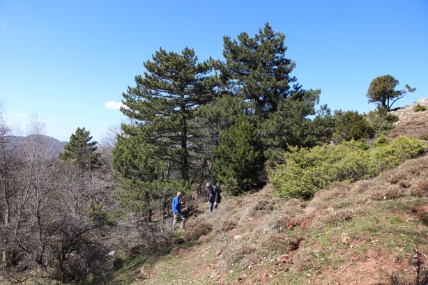 Foto - Bu bitkiyi görürseniz hemen oradan uzaklaşın! Dokunursanız başınız belaya girebilir