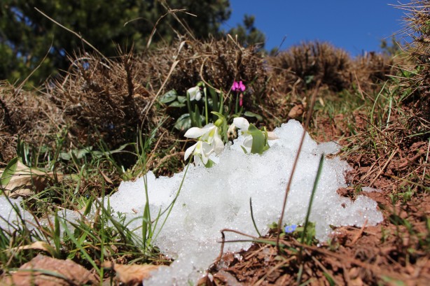 Bu bitkiyi görürseniz hemen oradan uzaklaşın! Dokunursanız başınız belaya girebilir