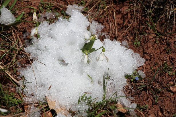 Foto - Bu bitkiyi görürseniz hemen oradan uzaklaşın! Dokunursanız başınız belaya girebilir