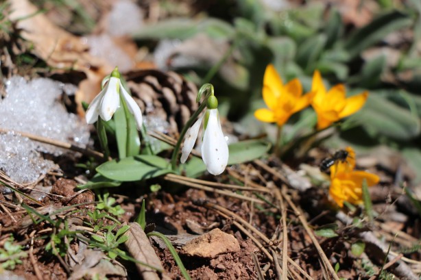 Foto - Bu bitkiyi görürseniz hemen oradan uzaklaşın! Dokunursanız başınız belaya girebilir