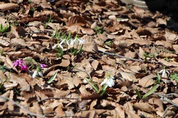 Foto - Bu bitkiyi görürseniz hemen oradan uzaklaşın! Dokunursanız başınız belaya girebilir