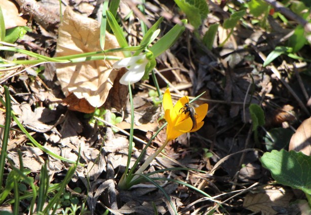 Foto - Bu bitkiyi görürseniz hemen oradan uzaklaşın! Dokunursanız başınız belaya girebilir