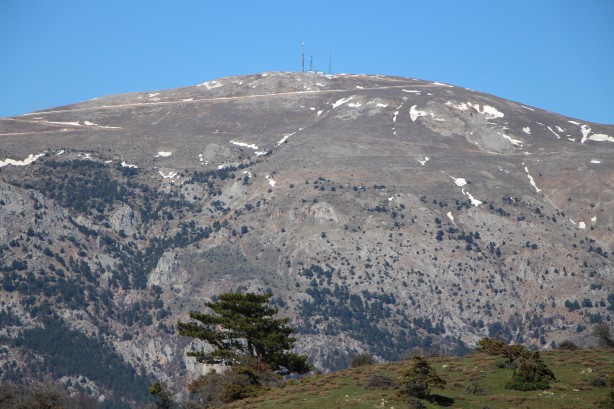 Foto - Bu bitkiyi görürseniz hemen oradan uzaklaşın! Dokunursanız başınız belaya girebilir