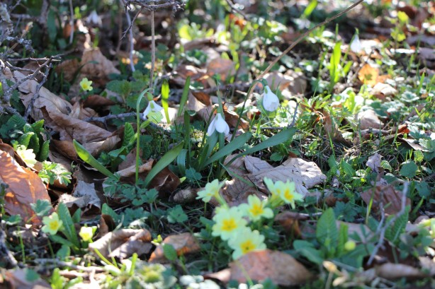 Foto - Bu bitkiyi görürseniz hemen oradan uzaklaşın! Dokunursanız başınız belaya girebilir