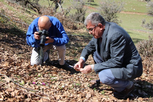 Foto - Bu bitkiyi görürseniz hemen oradan uzaklaşın! Dokunursanız başınız belaya girebilir
