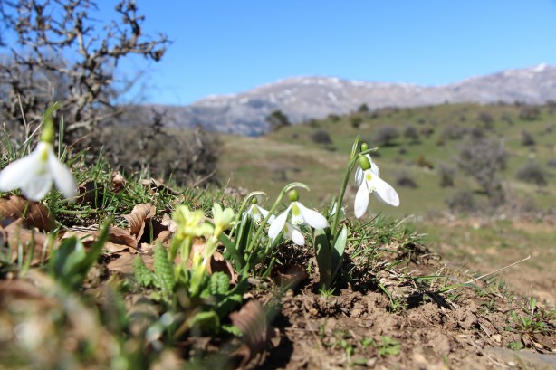 Foto - Bu bitkiyi görürseniz hemen oradan uzaklaşın! Dokunursanız başınız belaya girebilir
