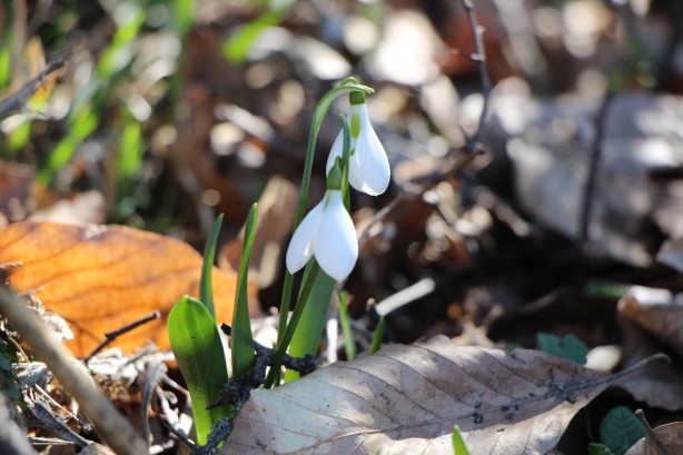 Foto - Bu bitkiyi görürseniz hemen oradan uzaklaşın! Dokunursanız başınız belaya girebilir