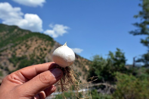 Foto - Bu bitkiyi koparan yandı!