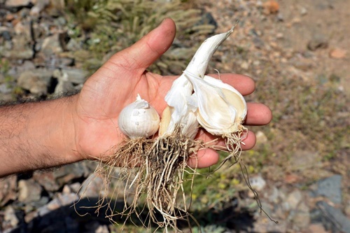Foto - Bu bitkiyi koparan yandı!