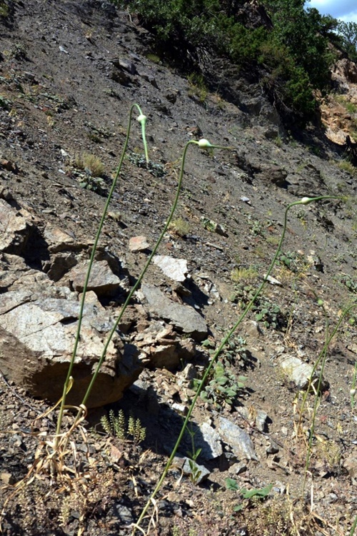 Bu bitkiyi koparan yandı!