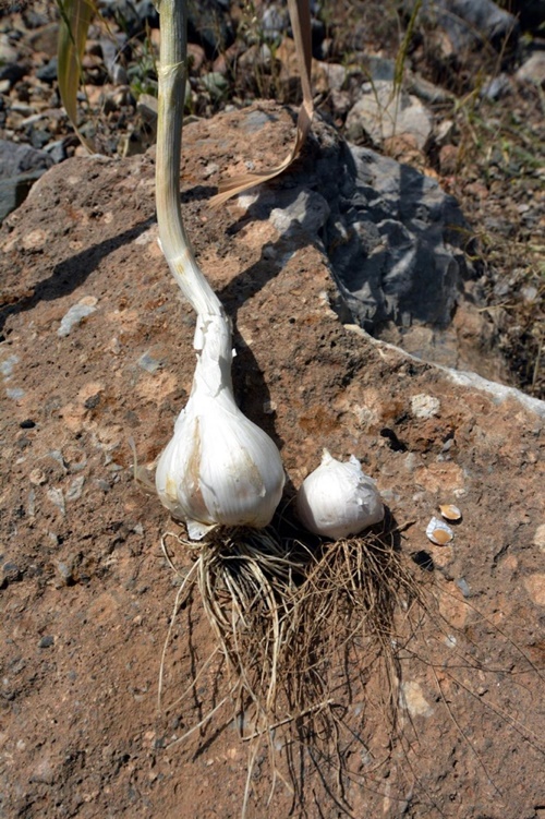 Foto - Bu bitkiyi koparan yandı!