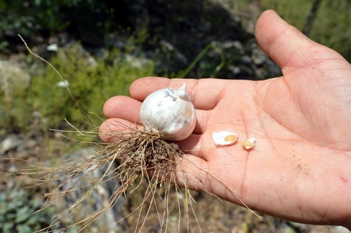 Foto - Bu bitkiyi koparan yandı!