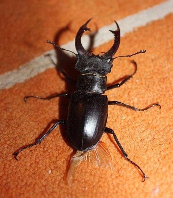 Foto - Bu böcekler ölüm saçıyor!