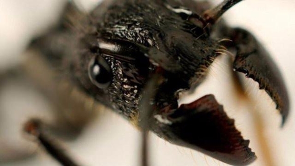 Foto - Bu böcekler ölüm saçıyor!