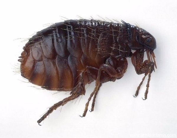 Foto - Bu böcekler ölüm saçıyor!