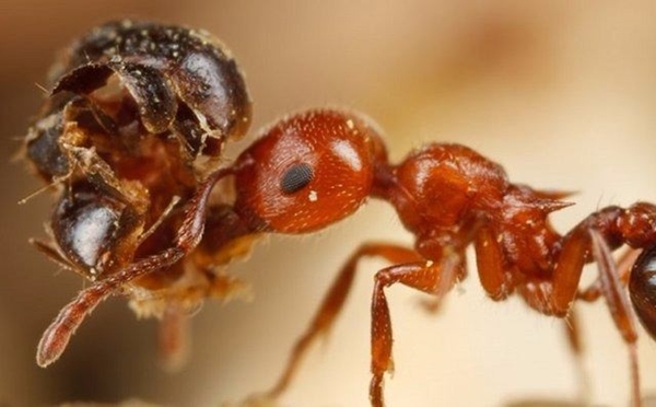 Foto - Bu böcekler ölüm saçıyor!
