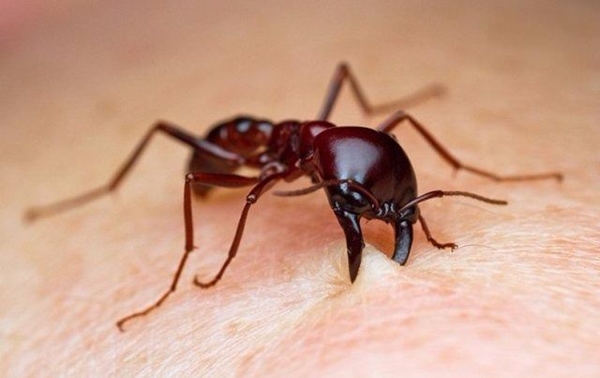 Foto - Bu böcekler ölüm saçıyor!