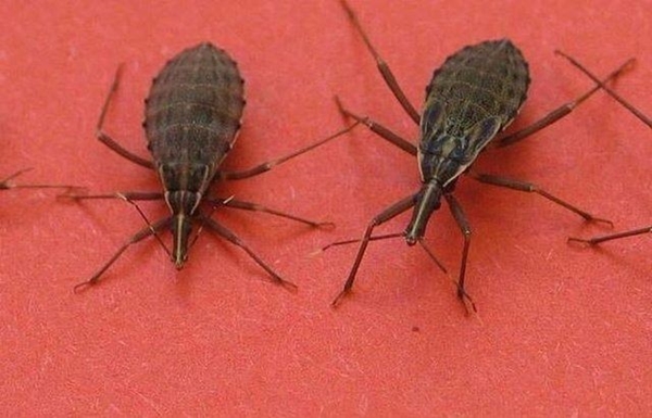 Foto - Bu böcekler ölüm saçıyor!