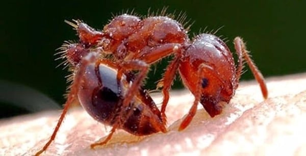 Foto - Bu böcekler ölüm saçıyor!