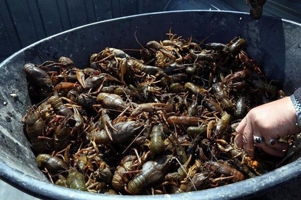 Foto - Bu böcekler ölüm saçıyor!