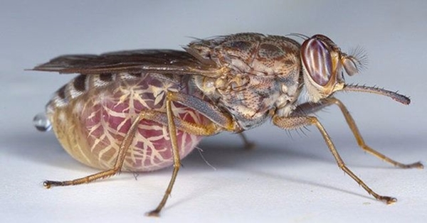 Foto - Bu böcekler ölüm saçıyor!