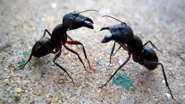 Foto - Bu böcekler ölüm saçıyor!