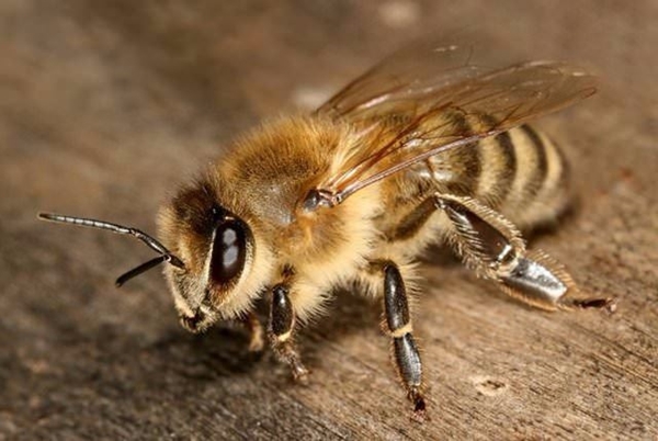 Foto - Bu böcekler ölüm saçıyor!