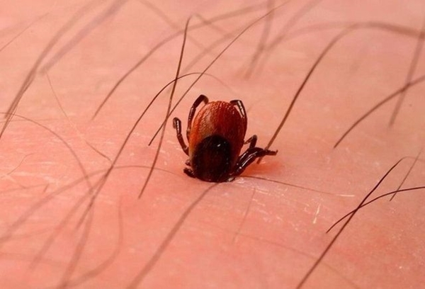 Foto - Bu böcekler ölüm saçıyor!